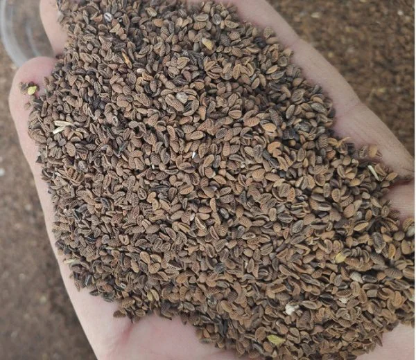 Faselya Tohumu (Arı Otu 1 kg.) – Bozok Arıcılık